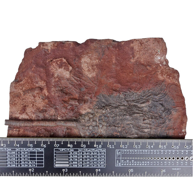 Fossiele zeelelie - crinoid uit Marokko