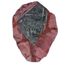 Fossil sea lily - crinoid from Morocco