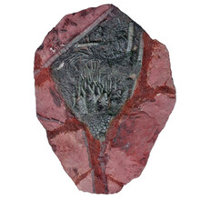 Fossile Seelilie - Crinoide