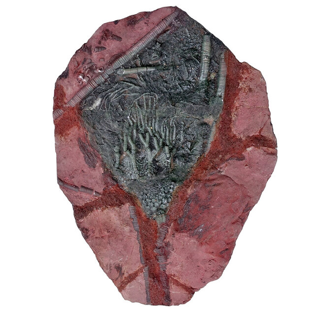 Fossil sea lily - crinoid from Morocco Fossil sea lily - crinoid from Morocco