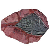 Fossil sea lily - crinoid from Morocco Fossil sea lily - crinoid from Morocco