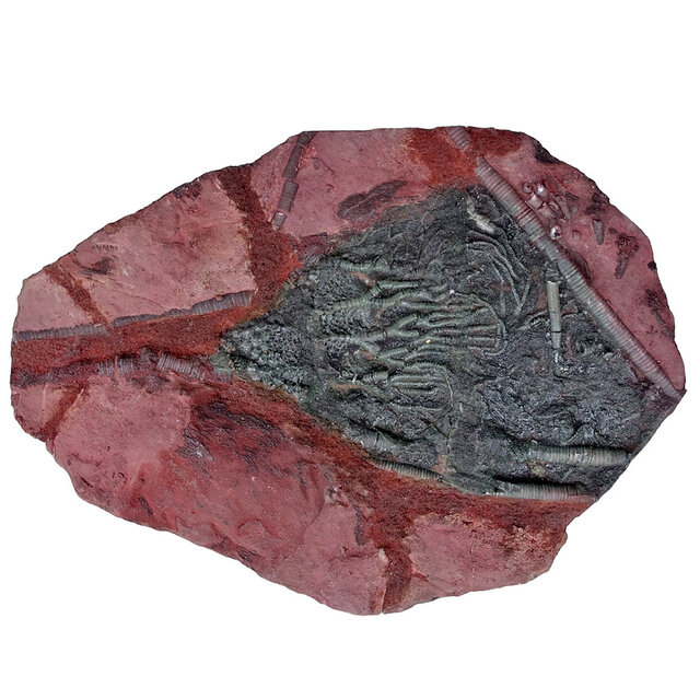 Fossiele zeelelie - crinoid uit Marokko