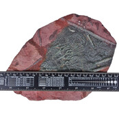 Fossil sea lily - crinoid from Morocco Fossil sea lily - crinoid from Morocco
