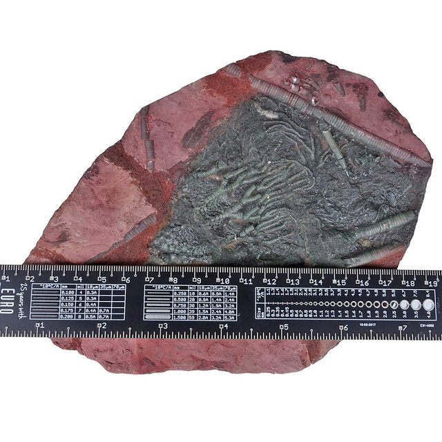 Fossile Seelilie - Crinoide aus Marokko