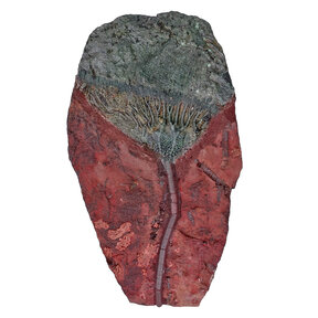 Fossiele zeelelie - crinoid