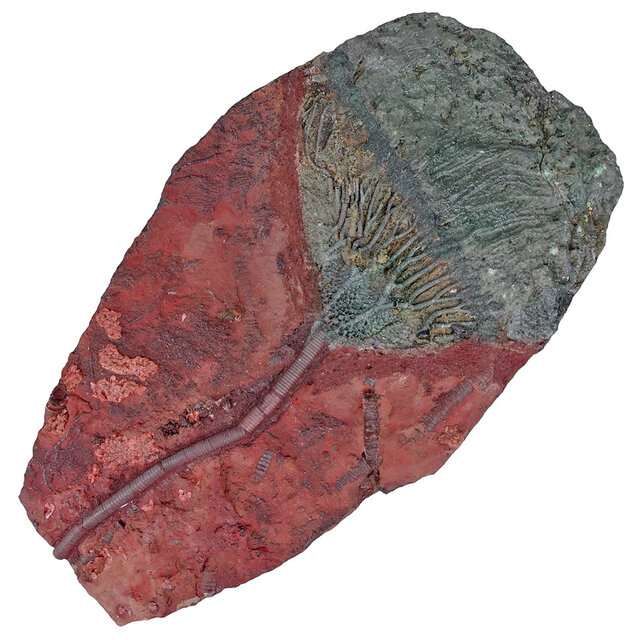 Fossil sea lily - crinoid from Morocco Fossil sea lily - crinoid from Morocco