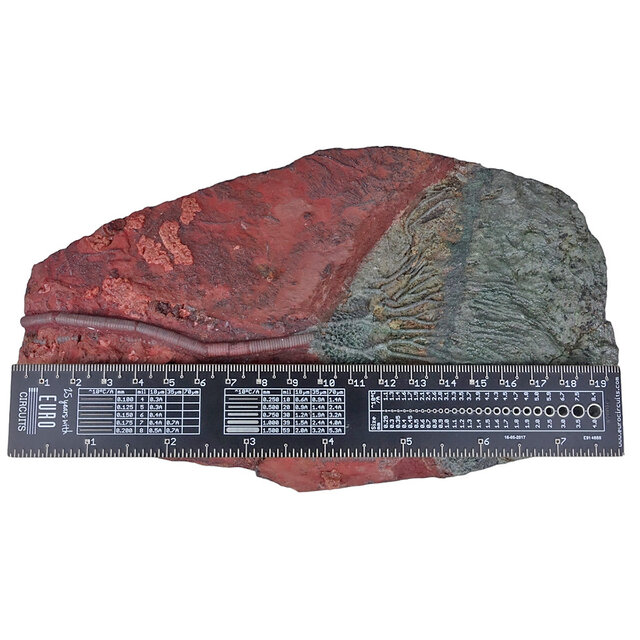 Fossile Seelilie - Crinoide aus Marokko Fossile Seelilie - Crinoide aus Marokko