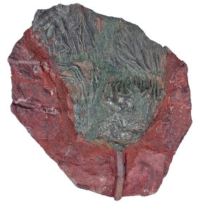 Fossil sea lily - crinoid