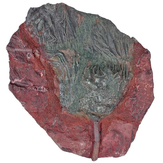 Fossil sea lily - crinoid from Morocco Fossil sea lily - crinoid from Morocco