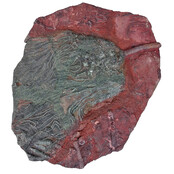 Fossil sea lily - crinoid from Morocco Fossil sea lily - crinoid from Morocco