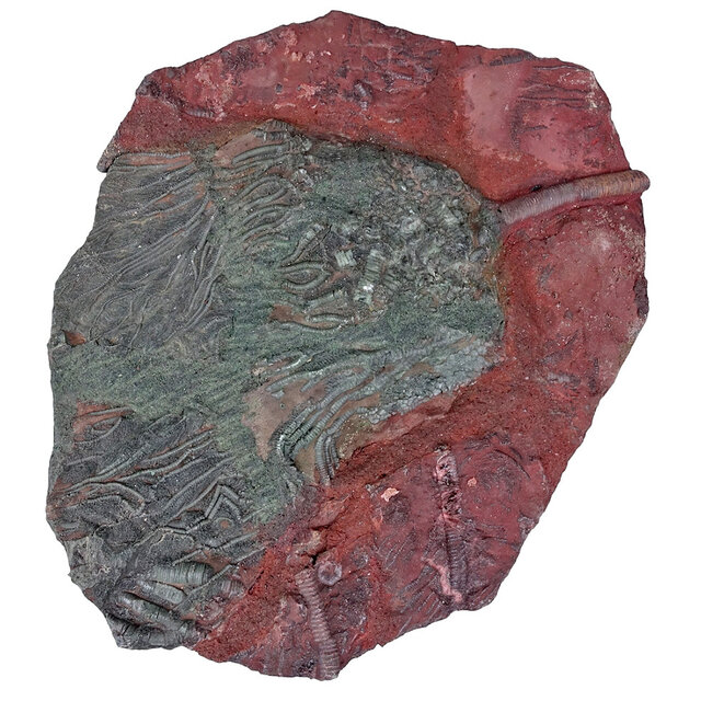 Fossil sea lily - crinoid from Morocco Fossil sea lily - crinoid from Morocco