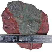 Fossil sea lily - crinoid from Morocco Fossil sea lily - crinoid from Morocco
