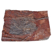 Fossil sea lily - crinoid from Morocco Fossil sea lily - crinoid from Morocco