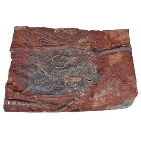 Fossil sea lily - crinoid