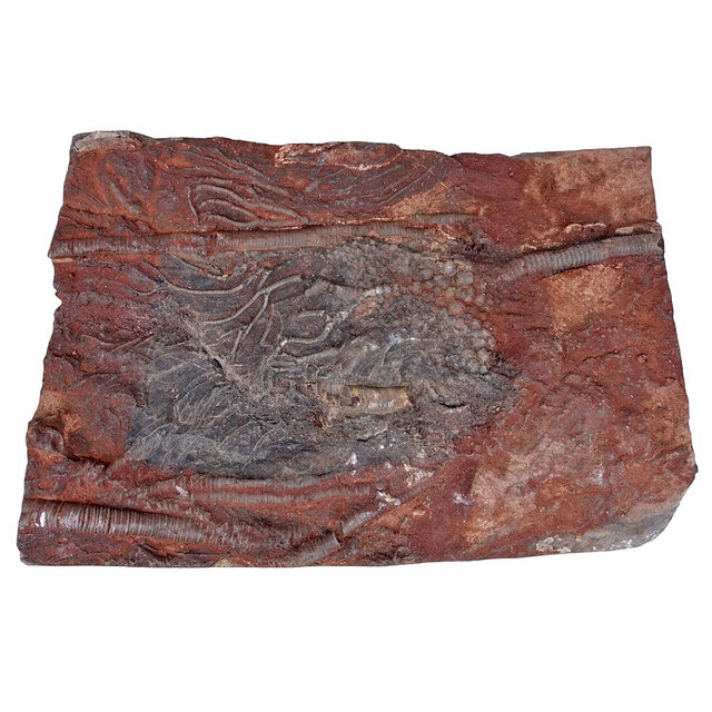 Fossil sea lily - crinoid from Morocco Fossil sea lily - crinoid from Morocco