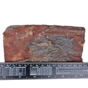 Fossil sea lily - crinoid from Morocco Fossil sea lily - crinoid from Morocco