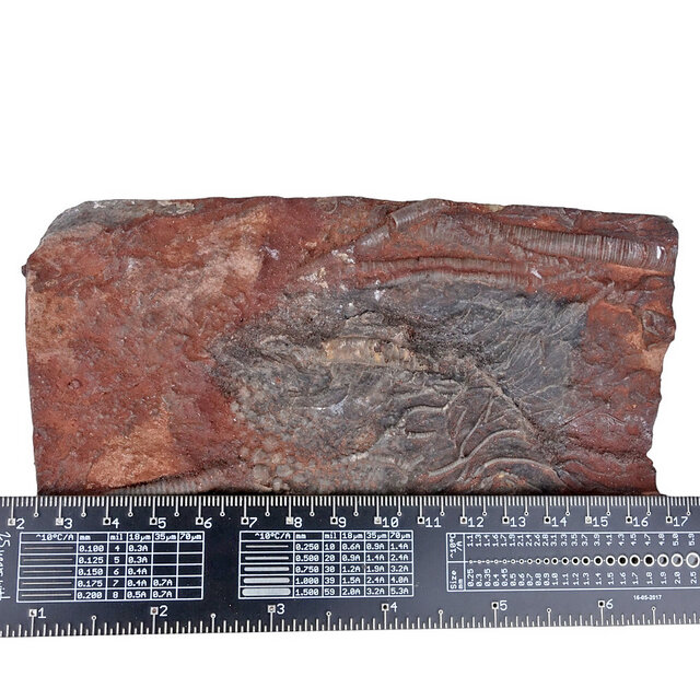 Fossil sea lily - crinoid from Morocco Fossil sea lily - crinoid from Morocco