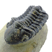 Trilobiten Drotops