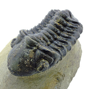 Trilobite Drotops