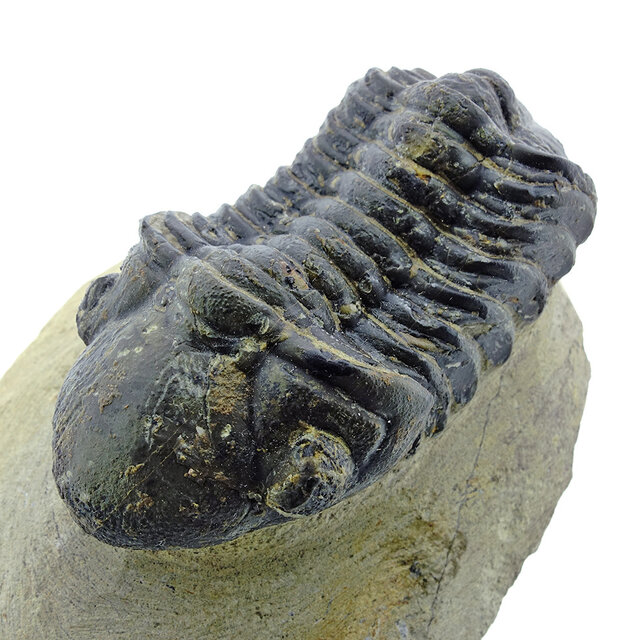 Trilobit Drotops Trilobit Drotops