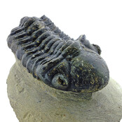 Trilobit Drotops Trilobit Drotops