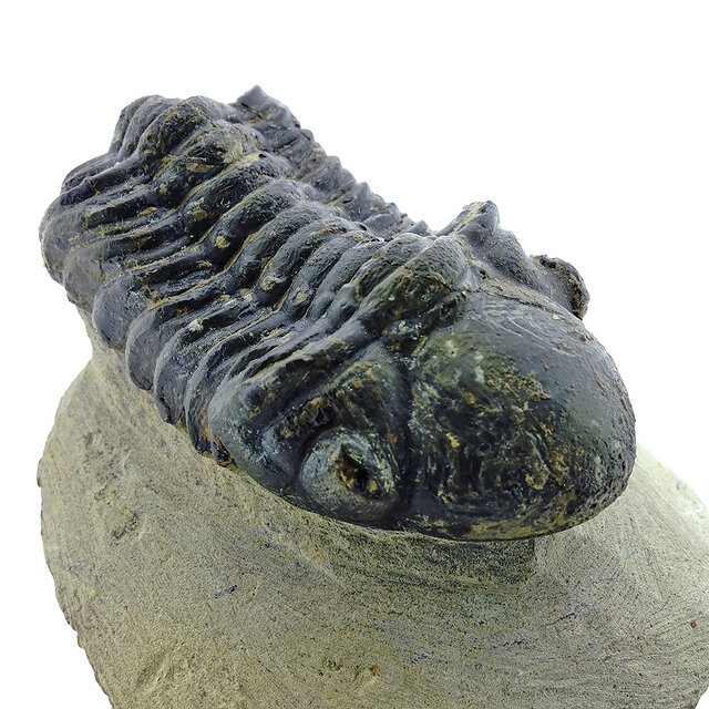 Trilobit Drotops Trilobit Drotops