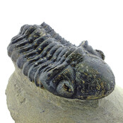Trilobite Drotops Trilobite Drotops