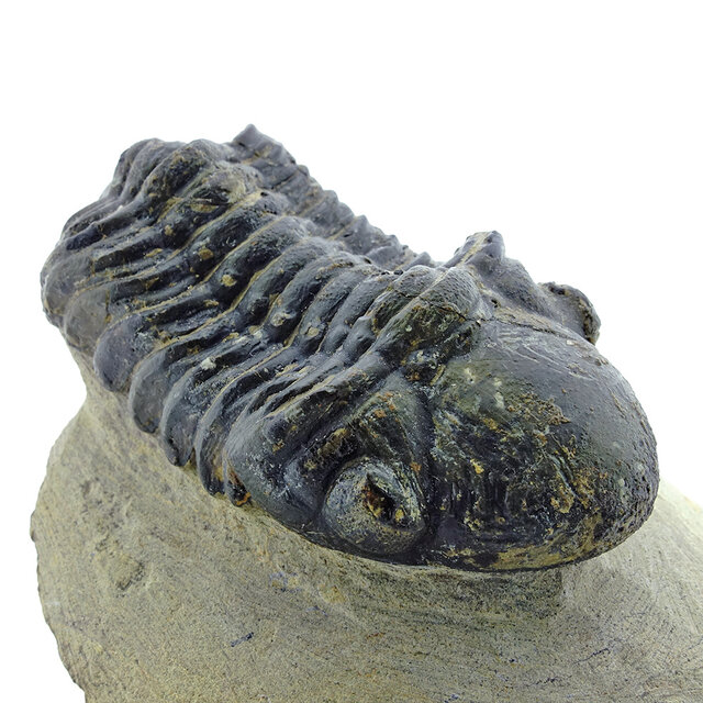 Trilobit Drotops Trilobit Drotops