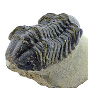 Trilobite Drotops Trilobite Drotops