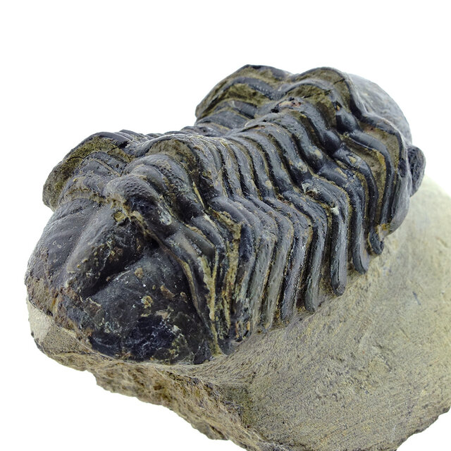 Trilobit Drotops Trilobit Drotops