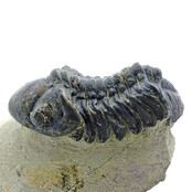 Trilobite Drotops Trilobite Drotops