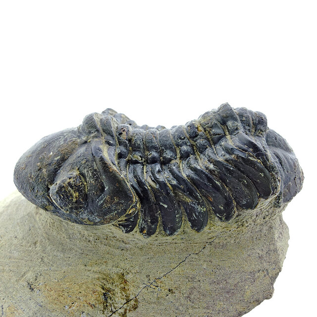 Trilobit Drotops Trilobit Drotops