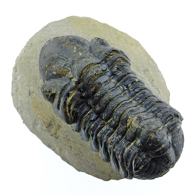Trilobit Drotops Trilobit Drotops
