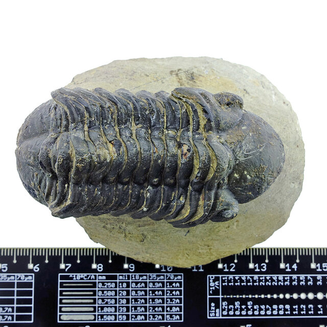 Trilobit Drotops Trilobit Drotops