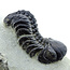 Trilobit Phacops