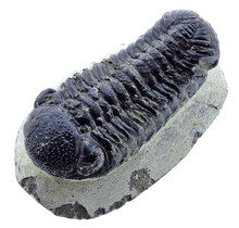 Trilobit Phacops