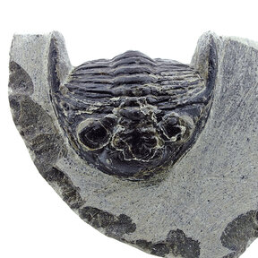 Trilobiten Metacanthina