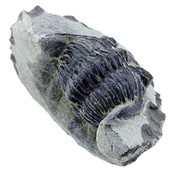 Trilobit Metacanthina