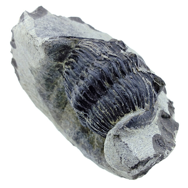 Trilobite Metacanthina