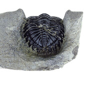 Trilobite Metacanthina