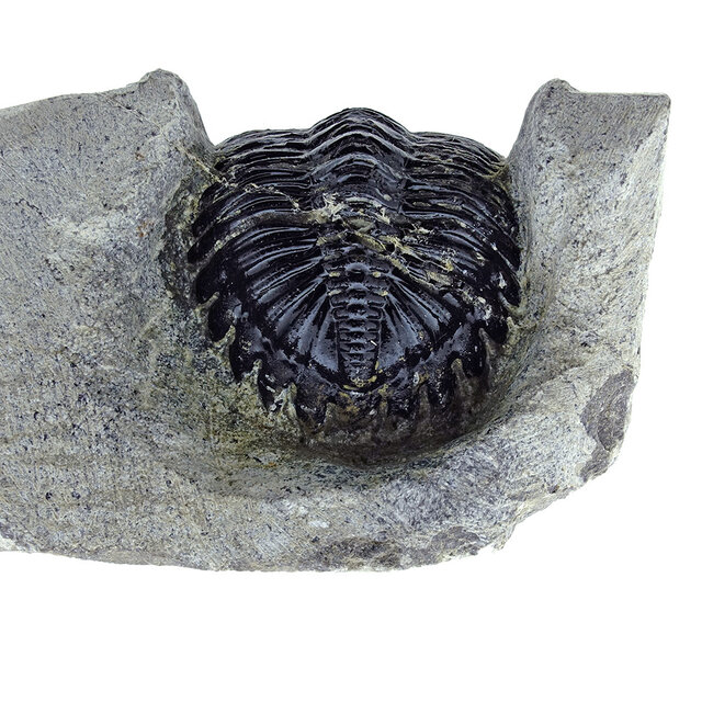 Trilobiet Metacanthina