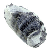 Trilobiet Metacanthina