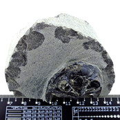 Trilobiet Metacanthina