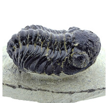 Trilobit Phacops
