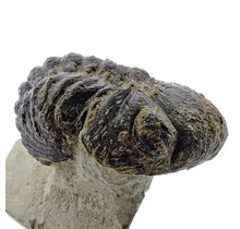 Trilobite Morocops