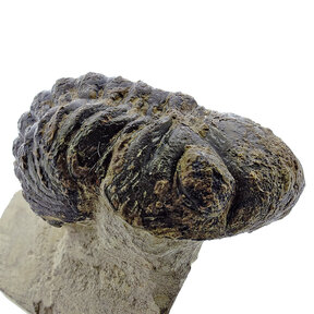 Trilobite Morocops