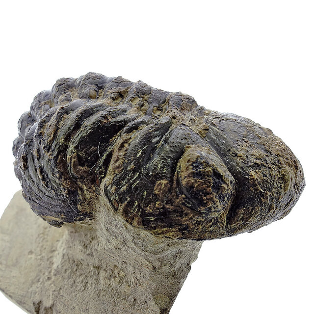 Trilobit Morocops Trilobit Morocops