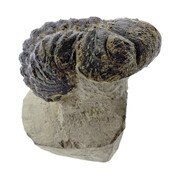 Trilobit Morocops Trilobit Morocops