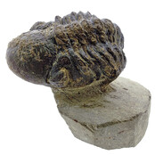 Trilobit Morocops Trilobit Morocops