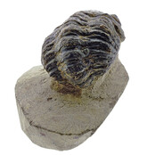 Trilobit Morocops Trilobit Morocops